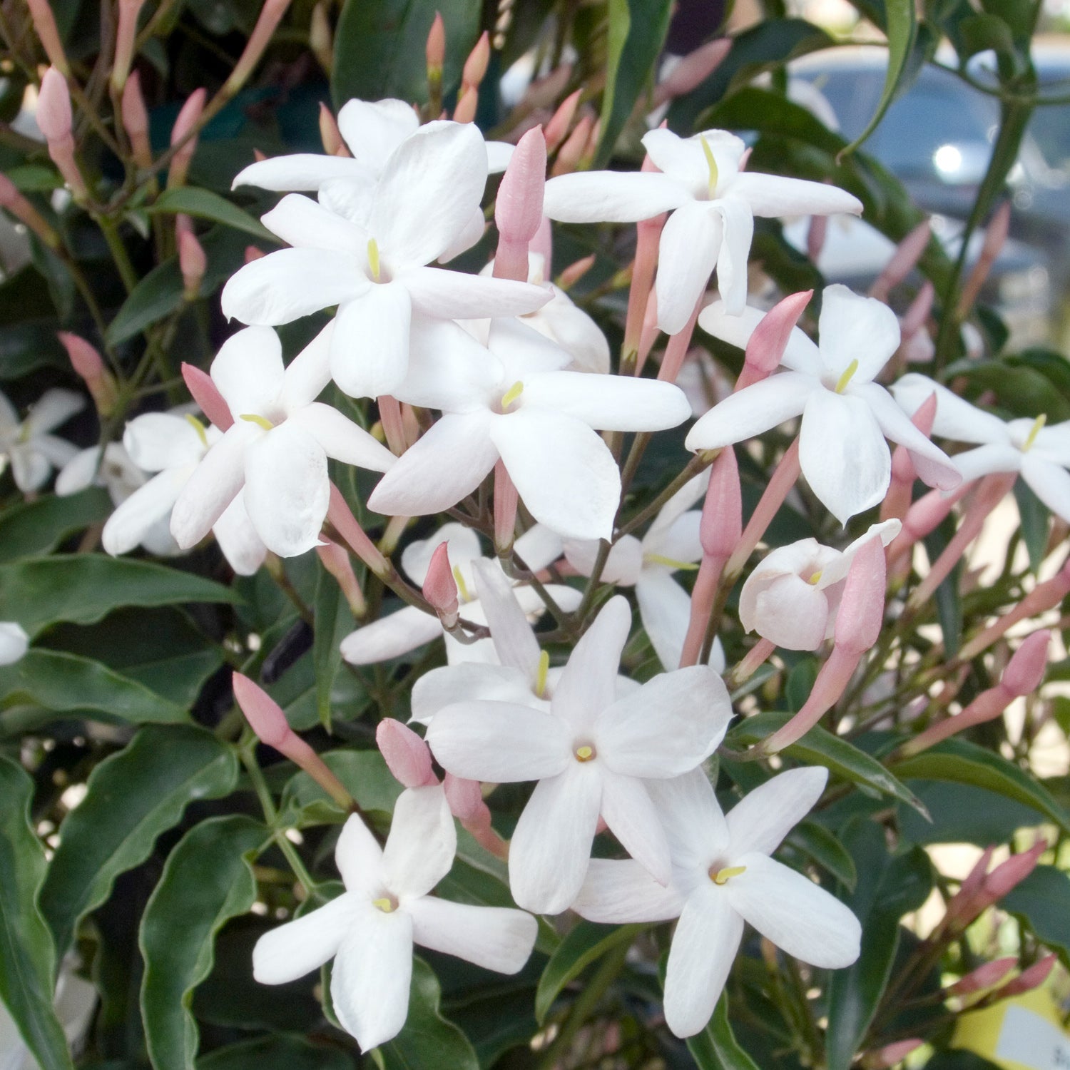 JASMINUM POLYANTHUM GELSOMINO MARZOLINO VASO 12CM