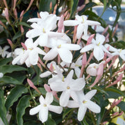 JASMINUM POLYANTHUM GELSOMINO MARZOLINO VASO 12CM