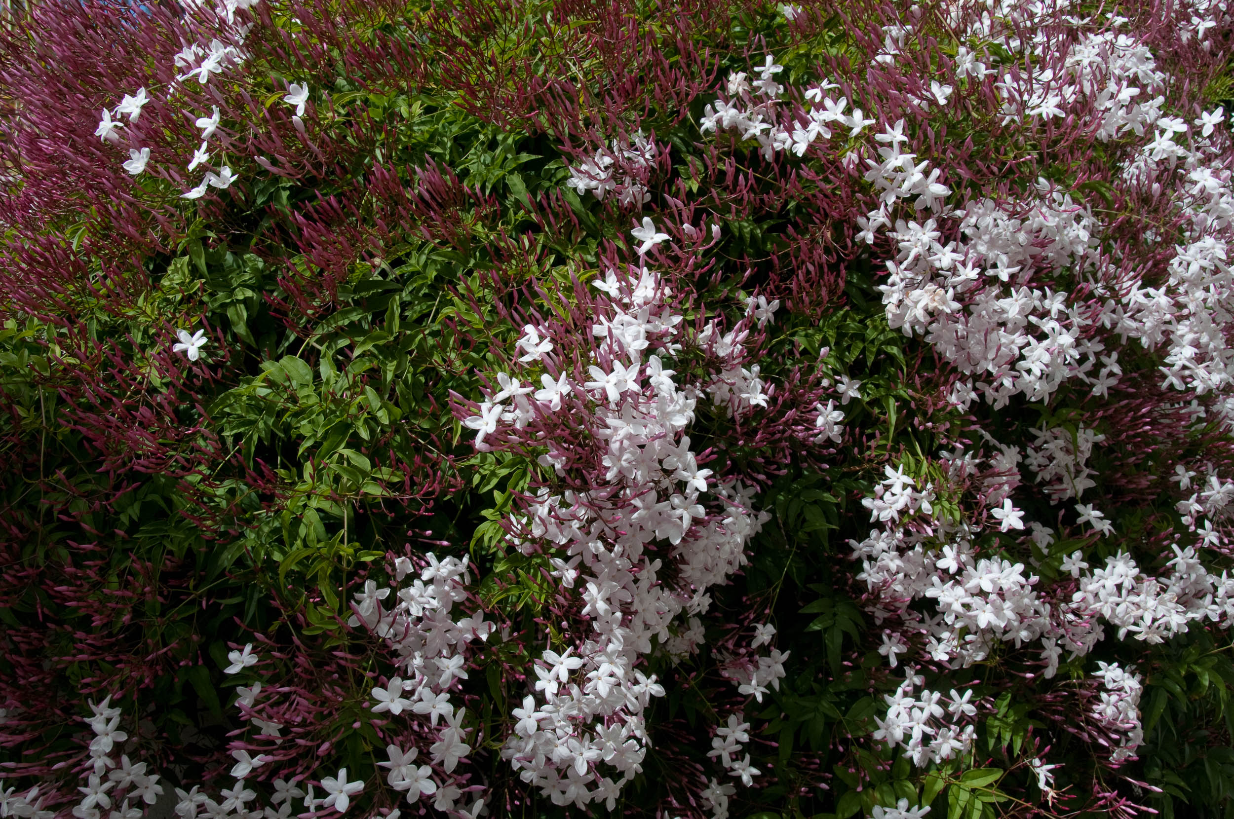 JASMINUM POLYANTHUM GELSOMINO VASO 17CM