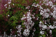 JASMINUM POLYANTHUM GELSOMINO VASO 16CM