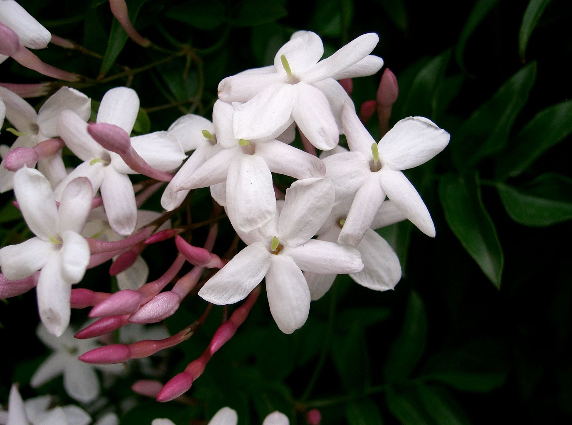 JASMINUM POLYANTHUM GELSOMINO VASO 6CM