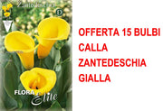 OFFERTA 15 BULBI CALLA ZANTEDESCHIA GIALLA