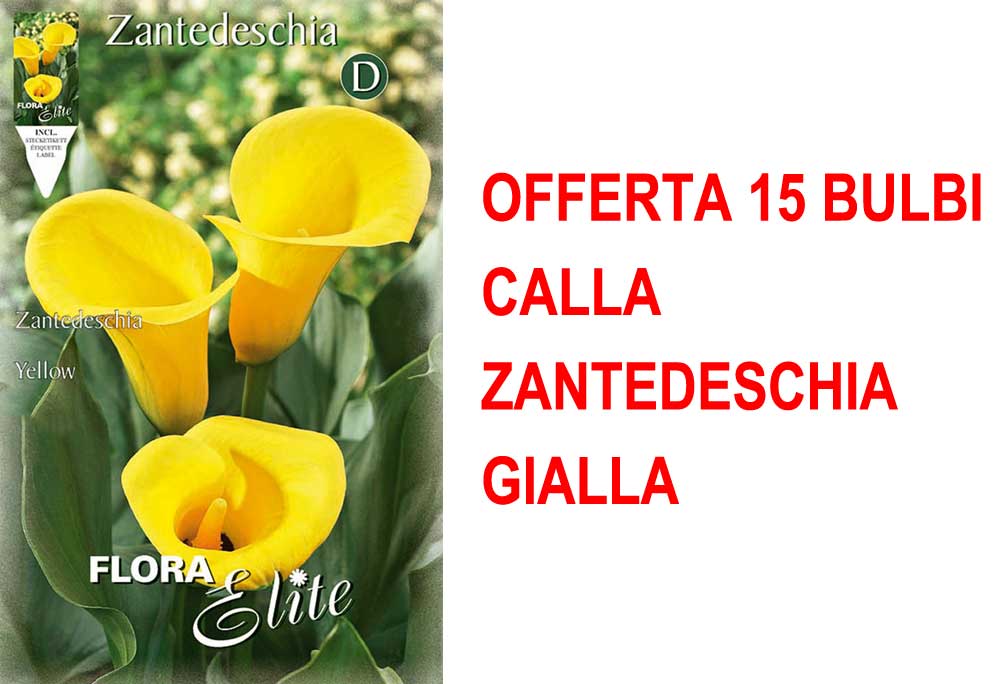 OFFERTA 15 BULBI CALLA ZANTEDESCHIA GIALLA
