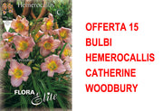 OFFERTA 15 BULBI HEMEROCALLIS CATHERINE WOODBURY