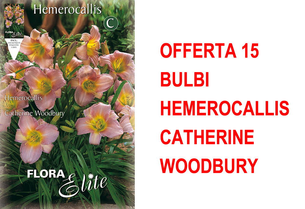 OFFERTA 15 BULBI HEMEROCALLIS CATHERINE WOODBURY
