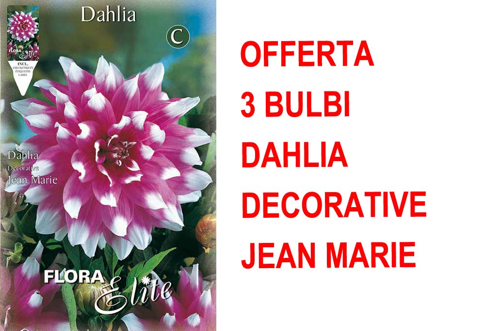 OFFERTA 3 BULBI DI DAHLIA DECORATIVE JEAN MARIE
