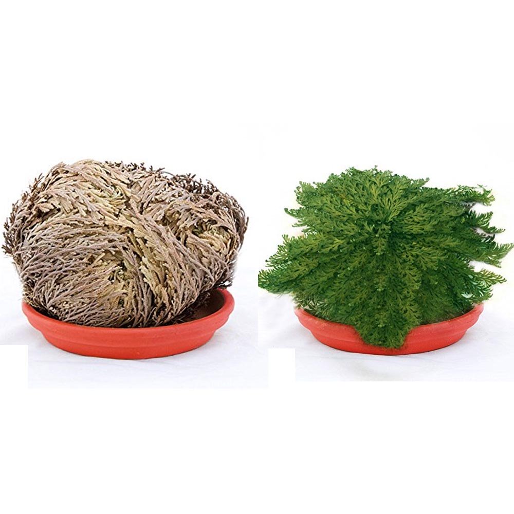 OFFERTA 15 PIANTE DI ROSA DI JERICHO