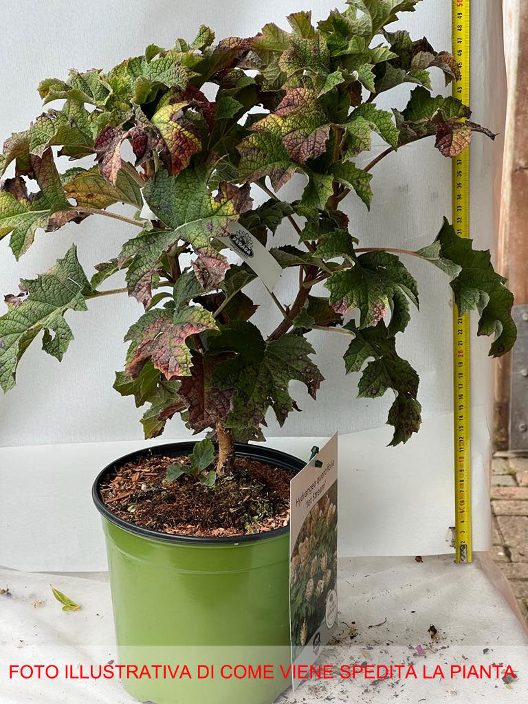 ORTENSIA HYDRANGEA QUERCIFOLIA JETSTREAM VASO 18CM