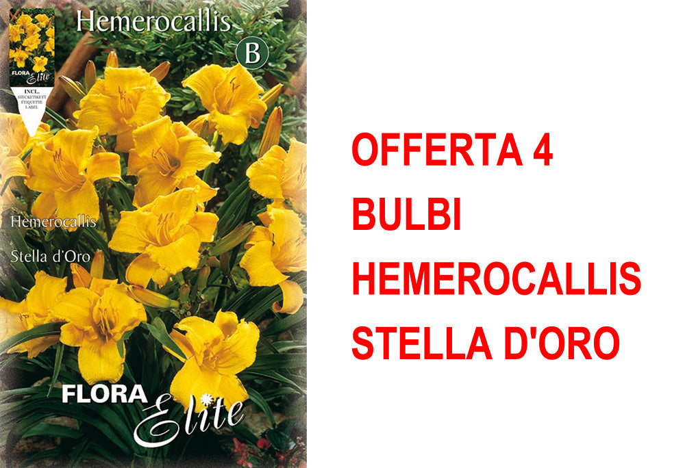 OFFERTA 4 BULBI HEMEROCALLIS STELLA D'ORO