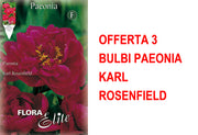 OFFERTA 3 BULBI PAEONIA KARL ROSENFIELD