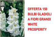 OFFERTA 150 BULBI GLADIOLI A FIORI GRANDI WHITE PROSPERITY