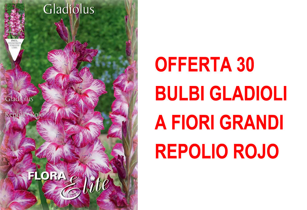 OFFERTA 30 BULBI GLADIOLI A FIORI GRANDI REPOLIO ROJO
