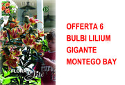 OFFERTA 6 BULBI LILIUM GIGANTE MONTEGO BAY