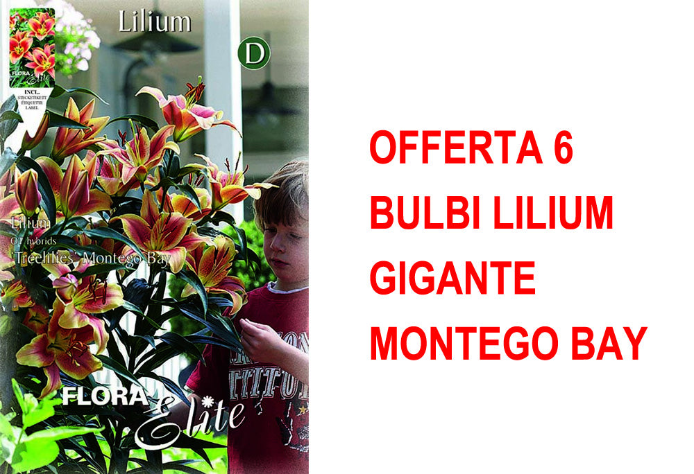 OFFERTA 6 BULBI LILIUM GIGANTE MONTEGO BAY