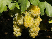 UVA MOSCATO VASO 2 LT