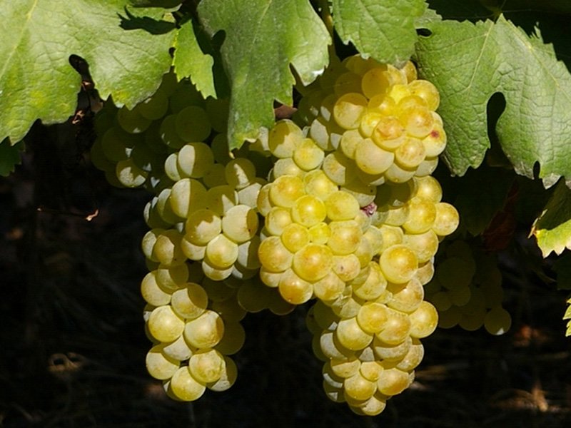 UVA MOSCATO VASO 2 LT