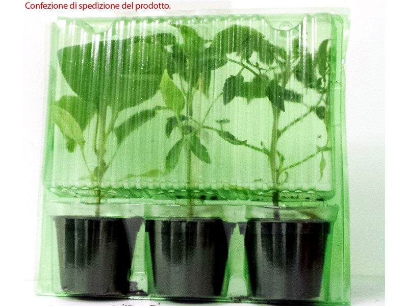 3 PIANTE IN VASO Ø10CM DI CARCIOFO VIOLETTO RIFIORENTE PRECOCE CAPRICCIO