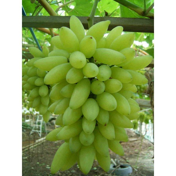 UVA PIZZUTELLO BIANCO IN VASO 18CM