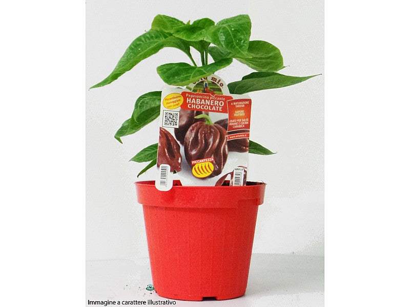 PIANTA DI PEPERONCINO CAROLINA REAPER (IN VASO Ø 14CM)