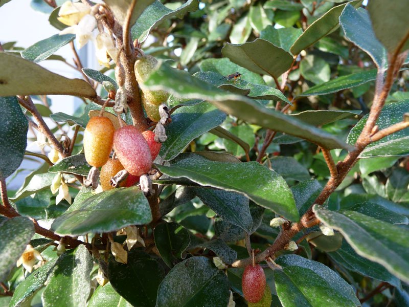 GOUMI ELEAGNUS EBBINGEI (1 PIANTA)