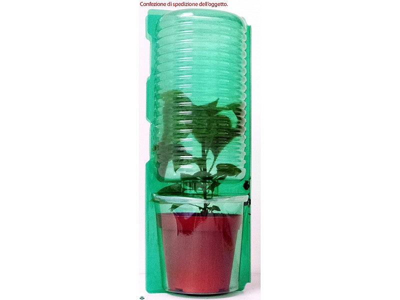 PIANTA DI PEPERONCINO JALAPENO (IN VASO Ø 14CM)