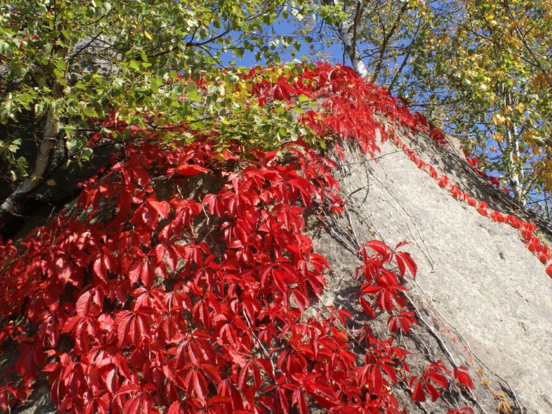 PARTHENOCISSUS QUINQUEFOLIA VASO 18CM