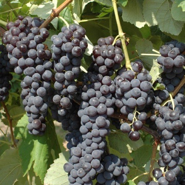 UVA FRAGOLA NERA (1 PIANTA IN PACK)