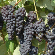 UVA FRAGOLA NERA IN VASO 14CM