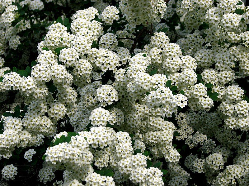 SPIRAEA VANHOUTTEI BIANCA IN VASO 18CM