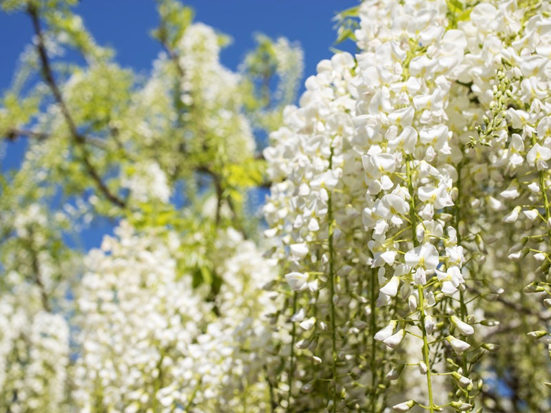 GLICINE WISTERIA FLORIBUNDA ALBA IN VASO 16CM