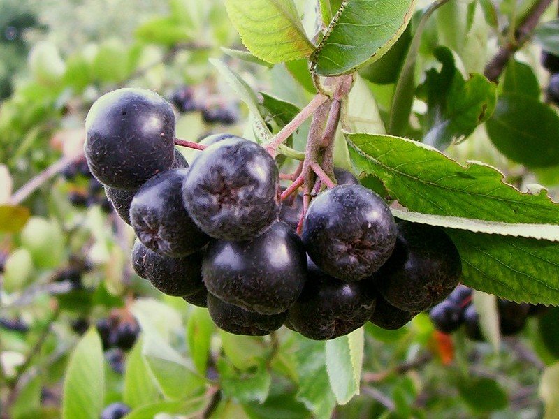 ARONIA MELONOCARPA VASO 21CM