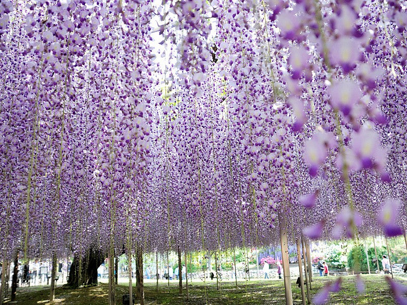 GLICINE WISTERIA FLORIBUNDA NAGA NODA VASO 15CM
