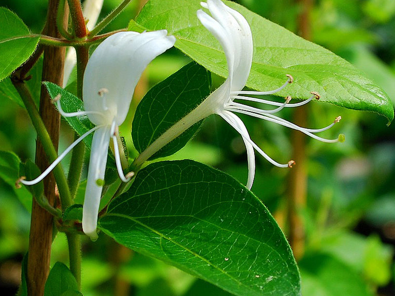LONICERA CAPRIFOGLIO JAPONICA HALLIANA VASO 17CM