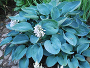 HOSTA SIEBOLDIANA ELEGANCE VASO 15CM