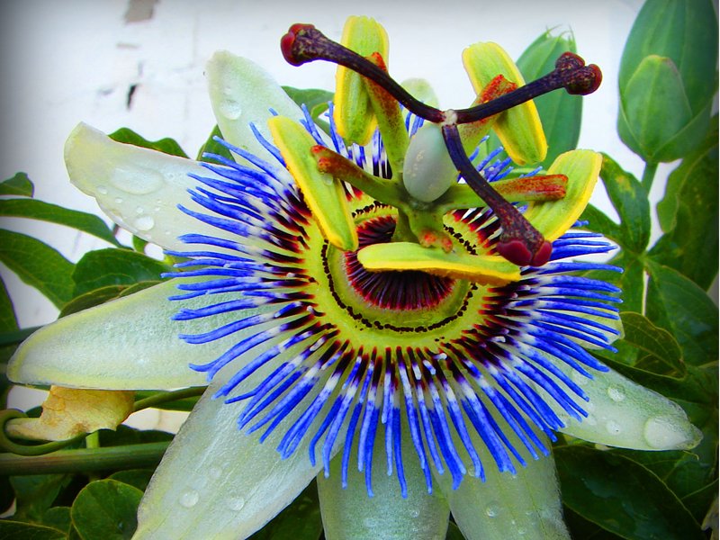 PASSIFLORA CAERULEA IN VASO 18CM