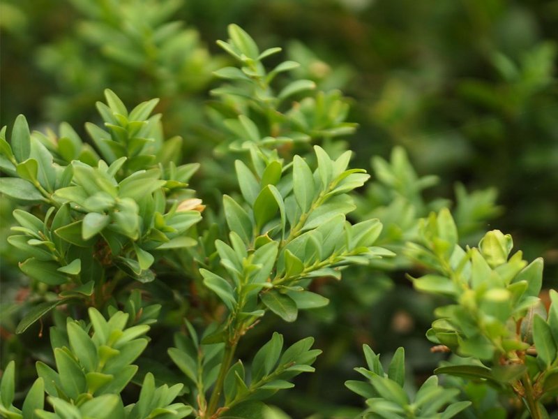 BOSSO BUXUS SEMPERVIRENS VASO 13CM