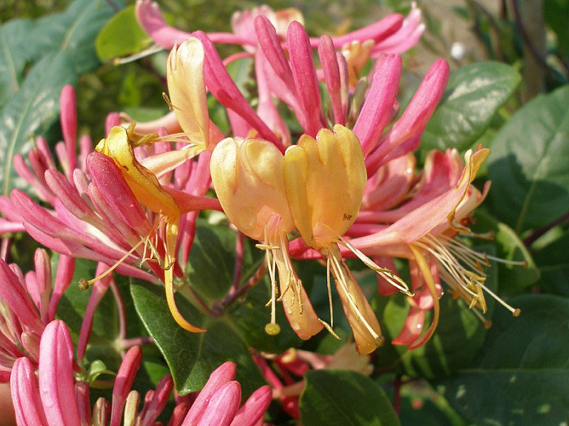 LONICERA CAPRIFOGLIO GOLDFLAME LONICERA VASO 17CM