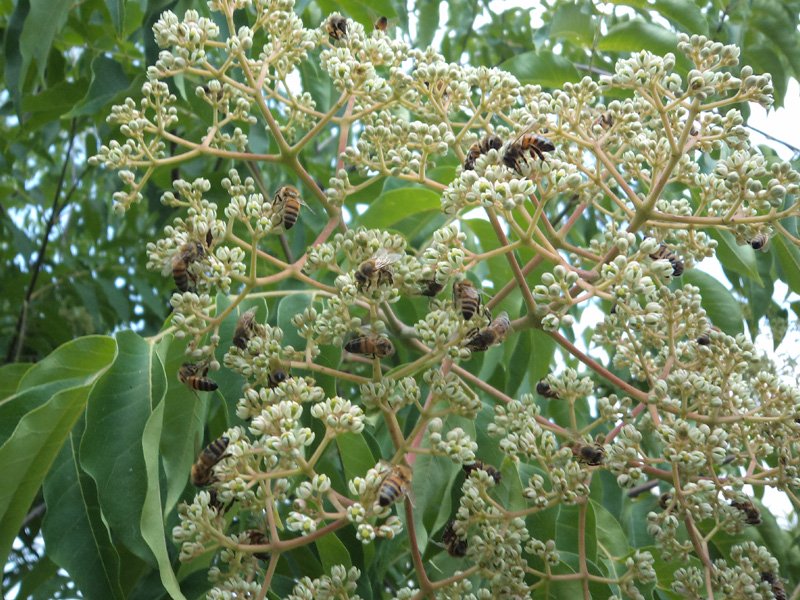 EVODIA ALBERO DEL MIELE VASO 10CM