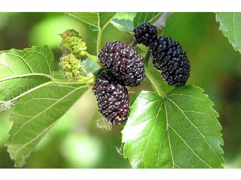 GELSO NERO SEEDLESS (SENZA SEMI) IN VASO 17CM
