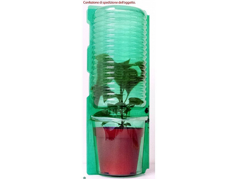 PIANTA DI PEPERONE QUADRATO GIALLO INNESTATO (IN VASO Ø14CM)
