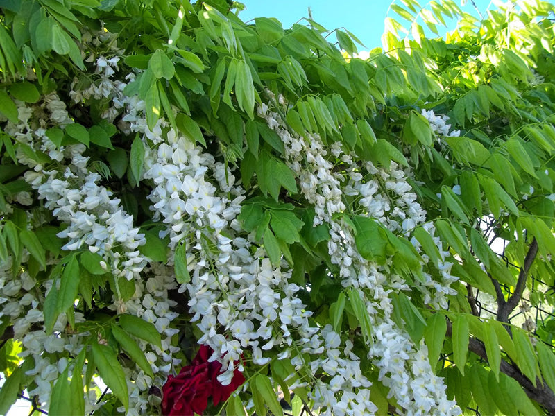 GLICINE WISTERIA FLORIBUNDA ALBA IN VASO 16CM