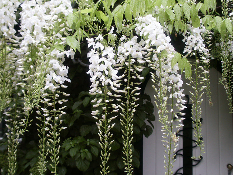 GLICINE WISTERIA FLORIBUNDA ALBA IN VASO 16CM