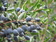 MIRTO IN VASO 24CM