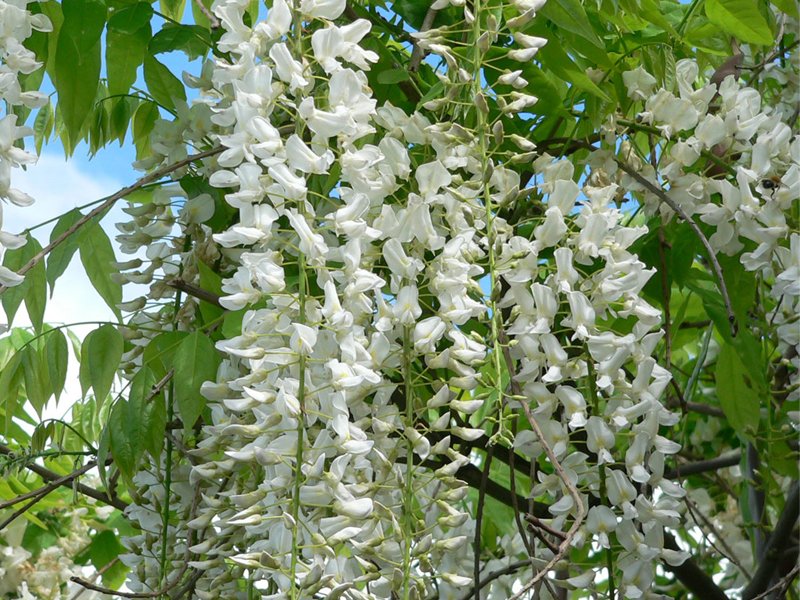 GLICINE WISTERIA FLORIBUNDA ALBA IN VASO 16CM