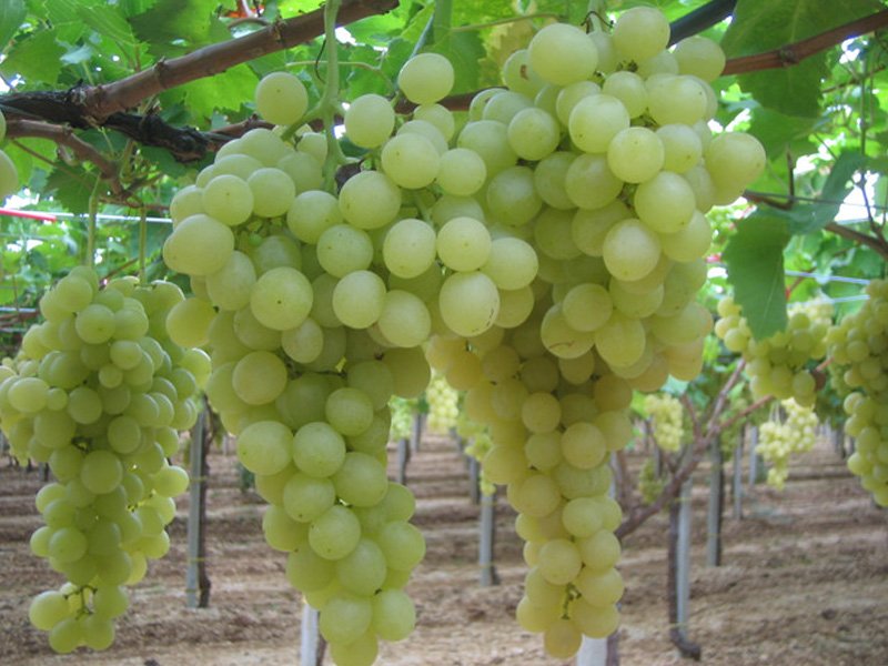 UVA MATILDE VASO 2 LT
