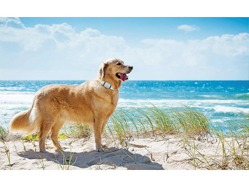 KIPPY RILEVATORE DI POSIZIONE GPS PER CANI E GATTI
