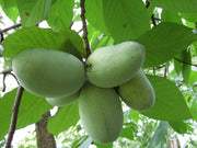 ASIMINA TRILOBA BANANO DEL NORD VASO 18CM
