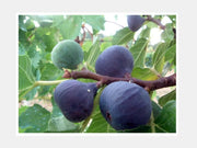 FICO NERO VASO 5LT (1 PIANTA)