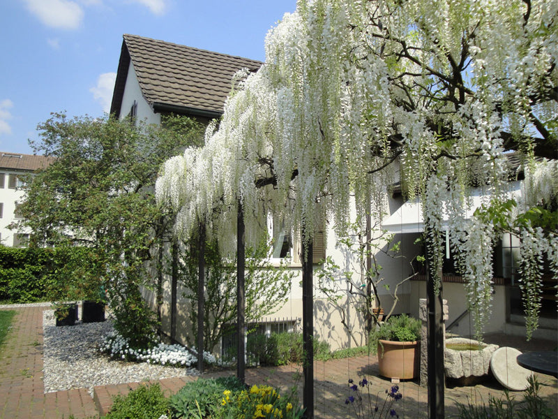 GLICINE WISTERIA FLORIBUNDA ALBA IN VASO 16CM