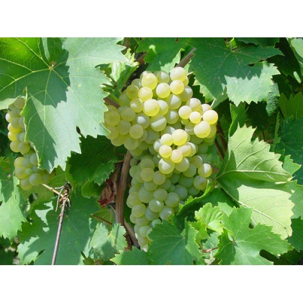 UVA FRAGOLA BIANCA IN VASO 14CM